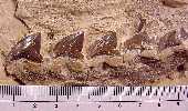 vp2213a1.jpg (5508 bytes)