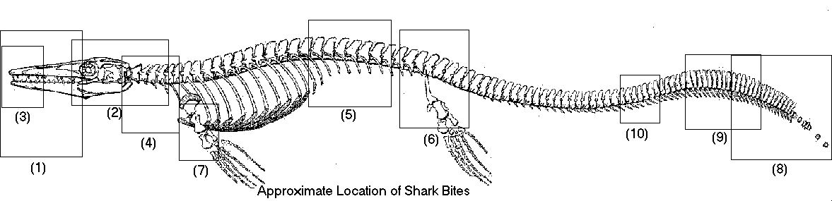 bites.gif (12958 bytes)
