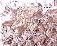 cmc5722x.jpg (9967 bytes)