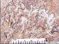 cmc5722y.jpg (11910 bytes)