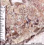 cmc5722z.jpg (9087 bytes)