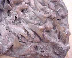 cretox4a.jpg (11446 bytes)