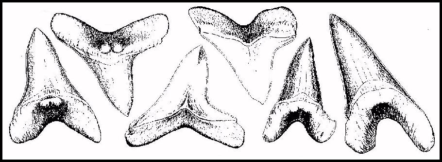 eman95b.jpg (78396 bytes)
