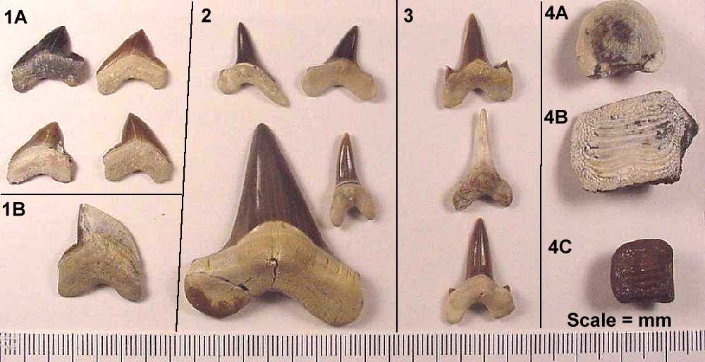 shark teeth rows. kinds of shark teeth found