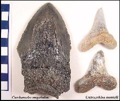 size1a.jpg (14028 bytes)