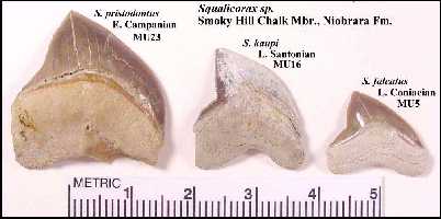 squalixa.jpg (13061 bytes)