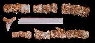 tcaudal2.jpg (4793 bytes)