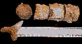 tcaudal3.jpg (3954 bytes)