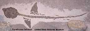 usnmshka.jpg (6010 bytes)