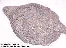 usnmshkc.jpg (3287 bytes)